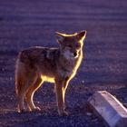 coyote death valley