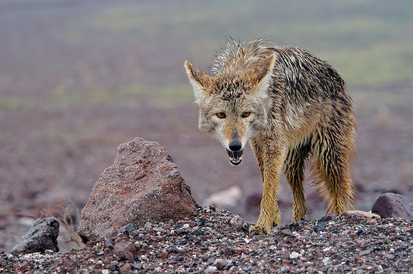 Coyote, Death Valley National Park, USA