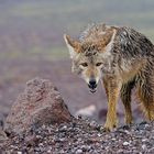 Coyote, Death Valley National Park, USA