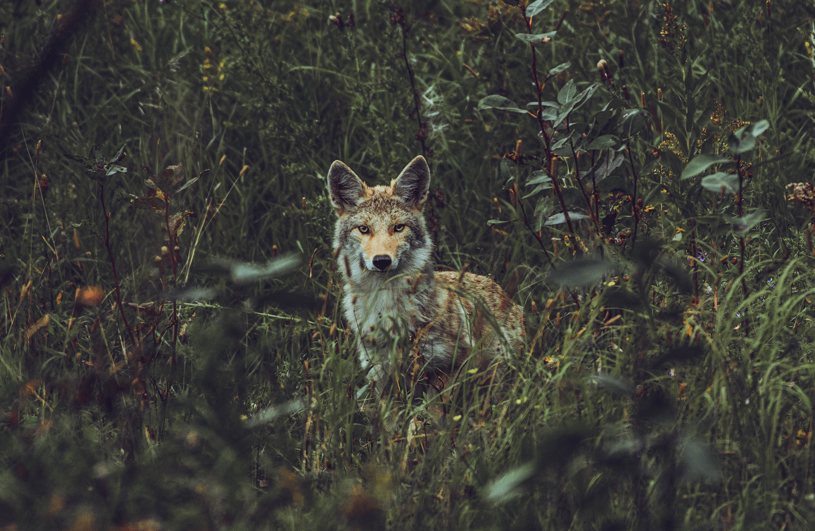 Coyote