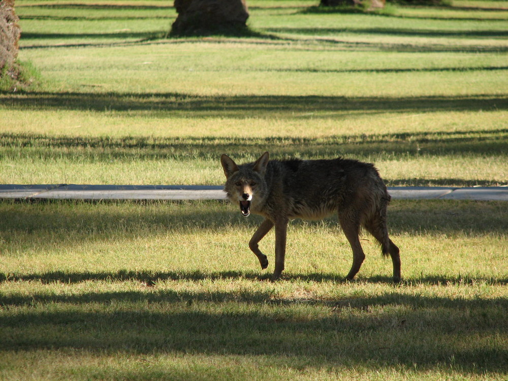 Coyote im Death Valley