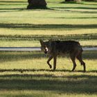 Coyote im Death Valley