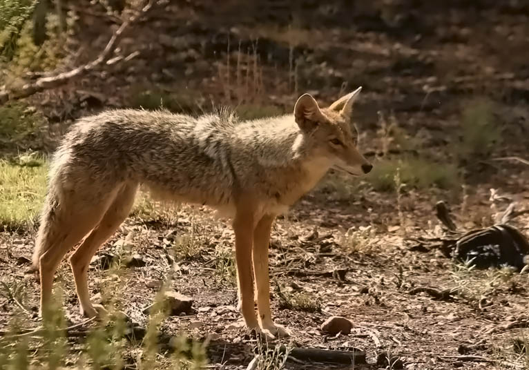 Coyote im Grand Canyon