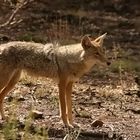 Coyote im Grand Canyon