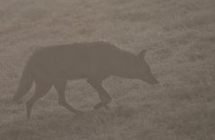 Coyote im Morgennebel