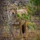 Coyote im Rocky Mountain National Park