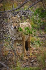 Coyote im Rocky Mountain National Park