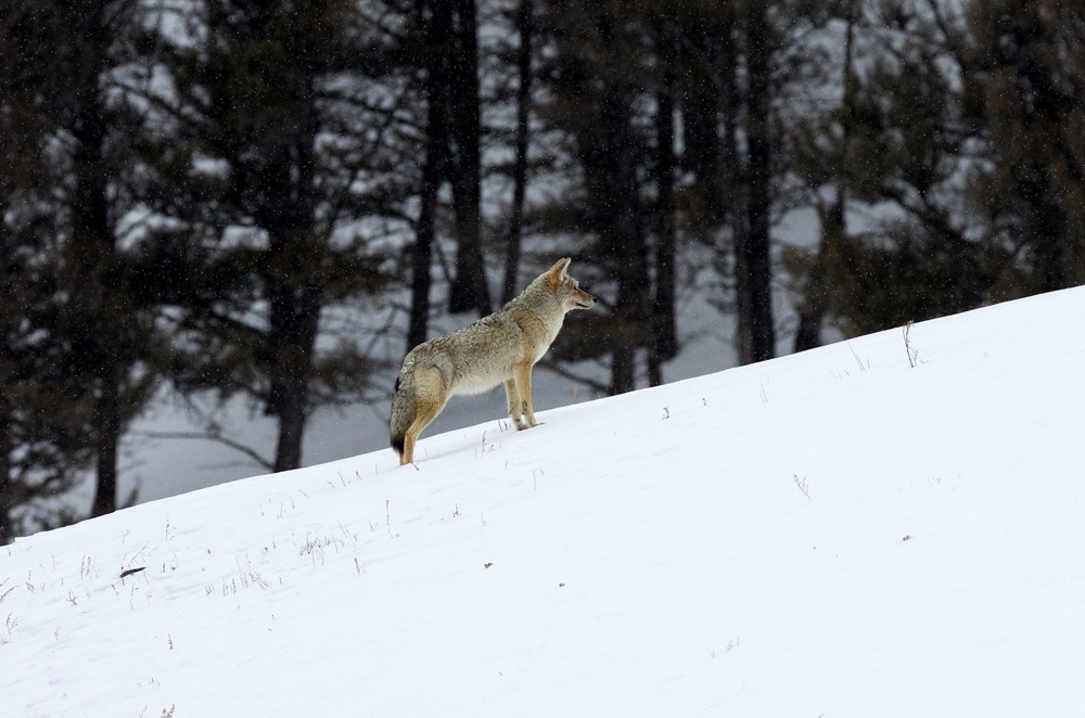 Coyote im Yellowstone Nationalpark