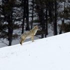 Coyote im Yellowstone Nationalpark