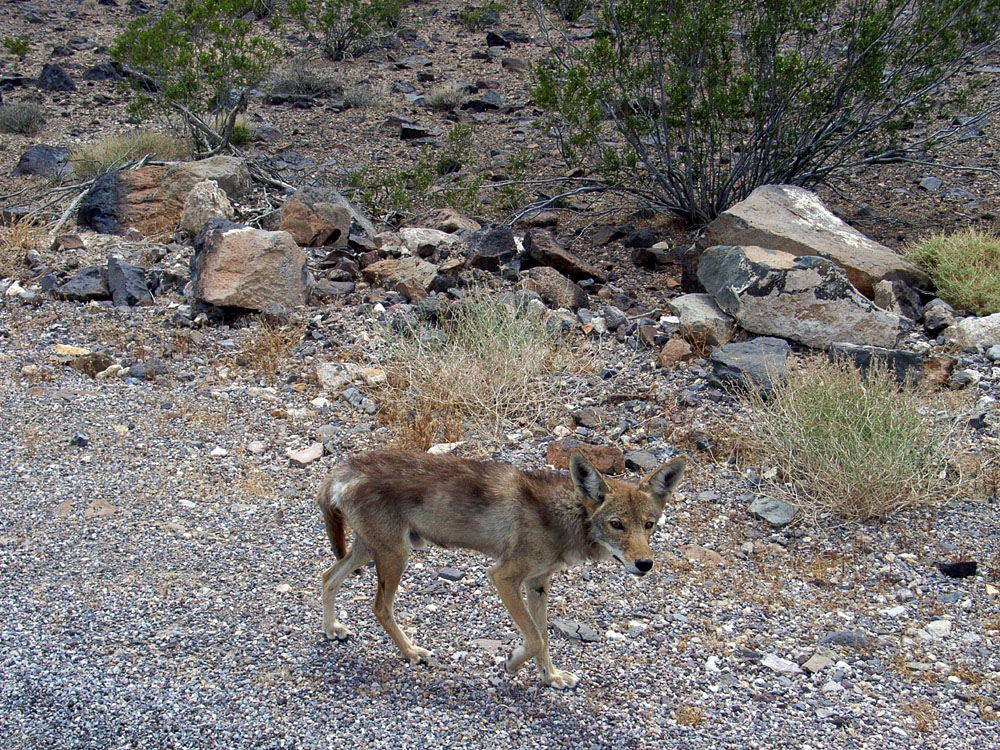 Coyote in Death Valley, California