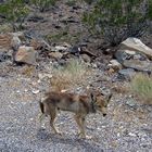 Coyote in Death Valley, California