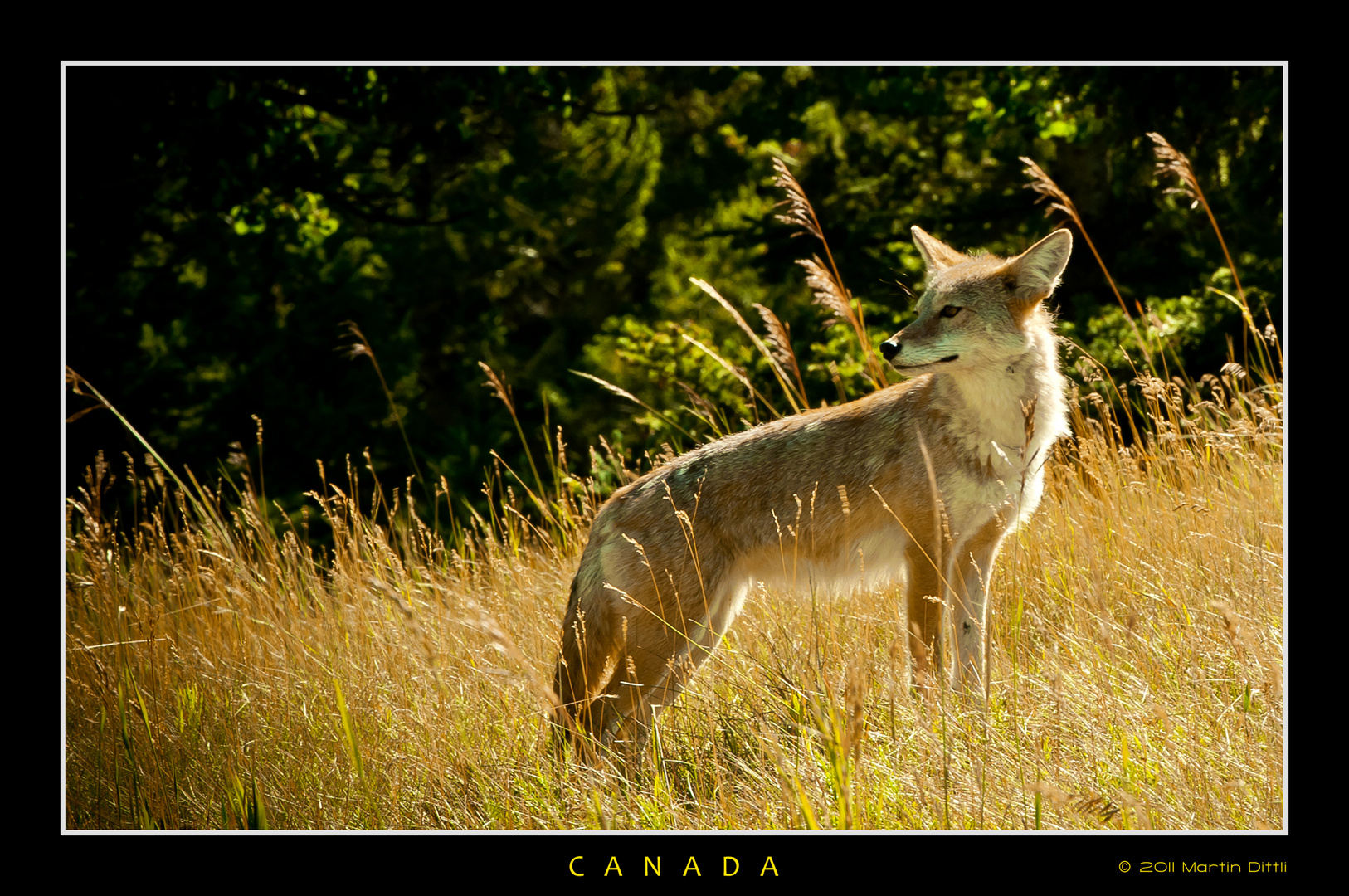 Coyote neben der Strasse, Nähe Banff AB, Canada