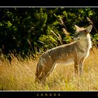 Coyote neben der Strasse, Nähe Banff AB, Canada