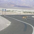 coyote on the road .....