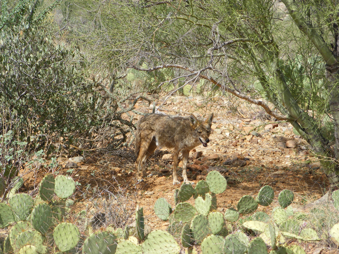 Coyote - Steppenwolf