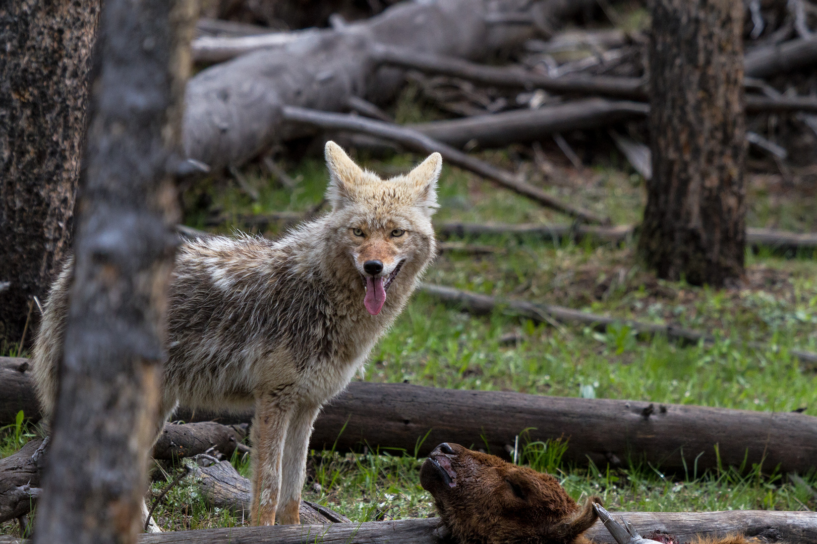 Coyote vs. Bison