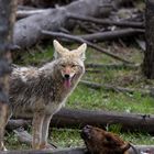 Coyote vs. Bison