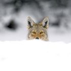 Coyote, Yellowstone National Park, USA