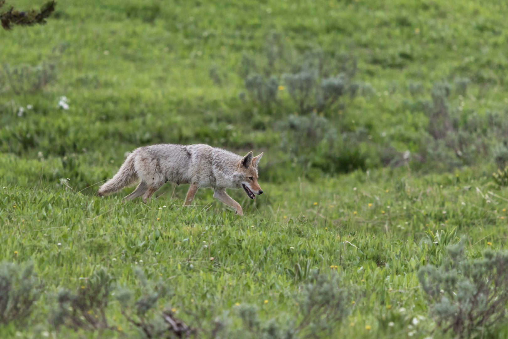 Coyote, Yellowstone NP