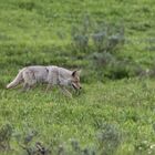 Coyote, Yellowstone NP