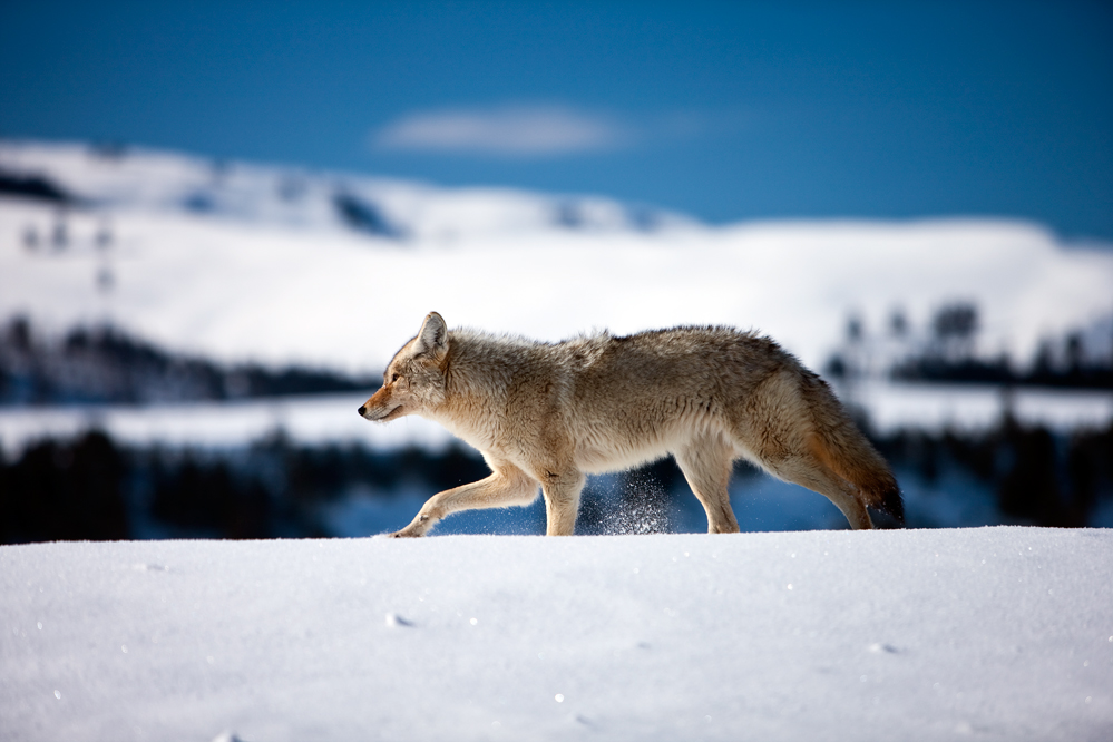 Coyote - Yellowstone NP