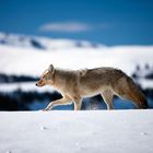 Coyote - Yellowstone NP