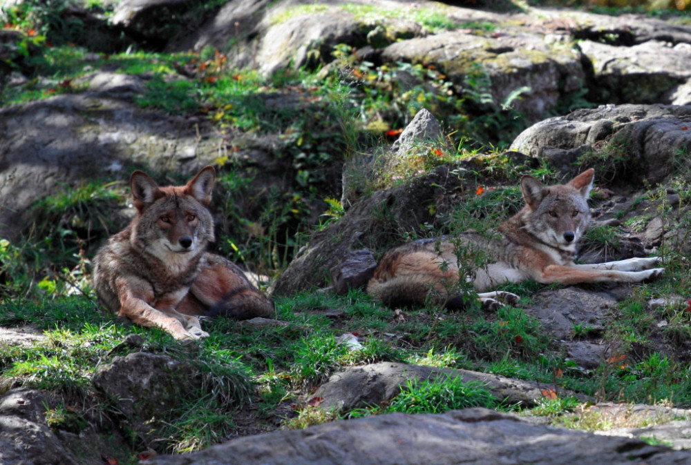 Coyoten