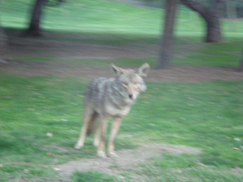 Coyotte dans un park à Los Angeles