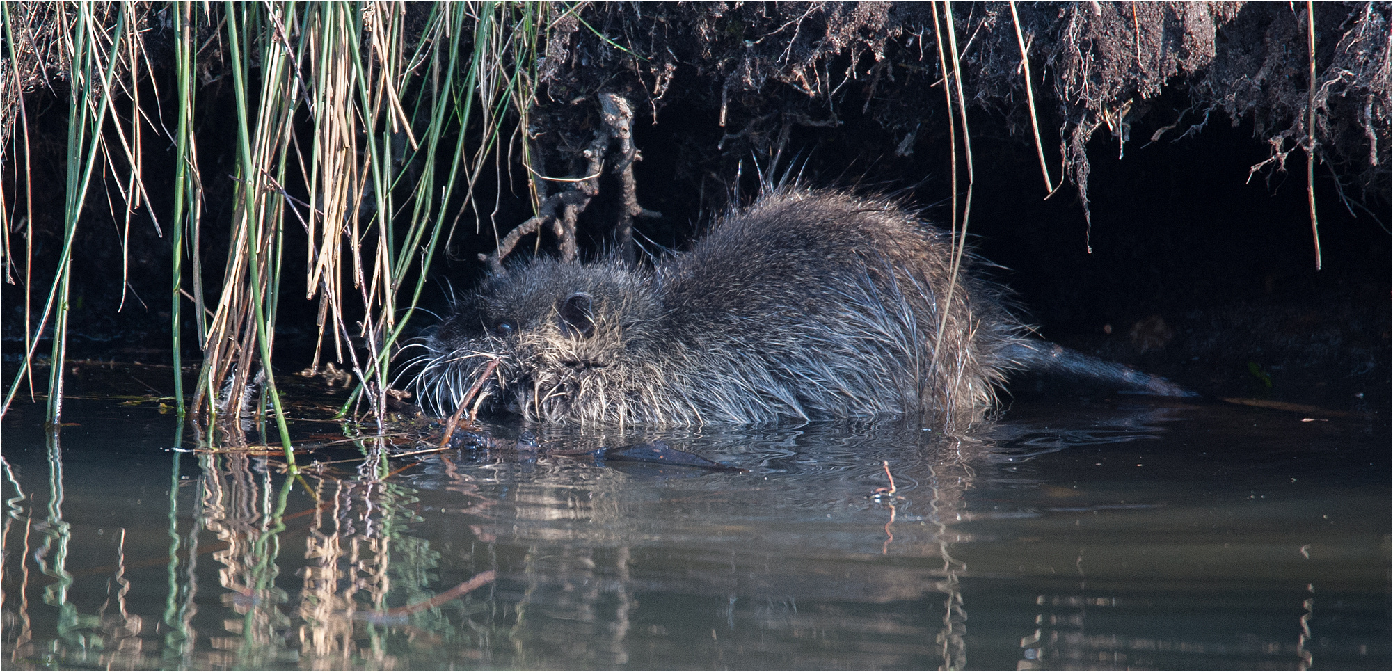 Coypu