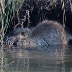 Coypu