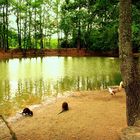 Coypu Serenity