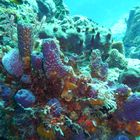 Cozumel_diving