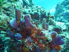 Cozumel_diving