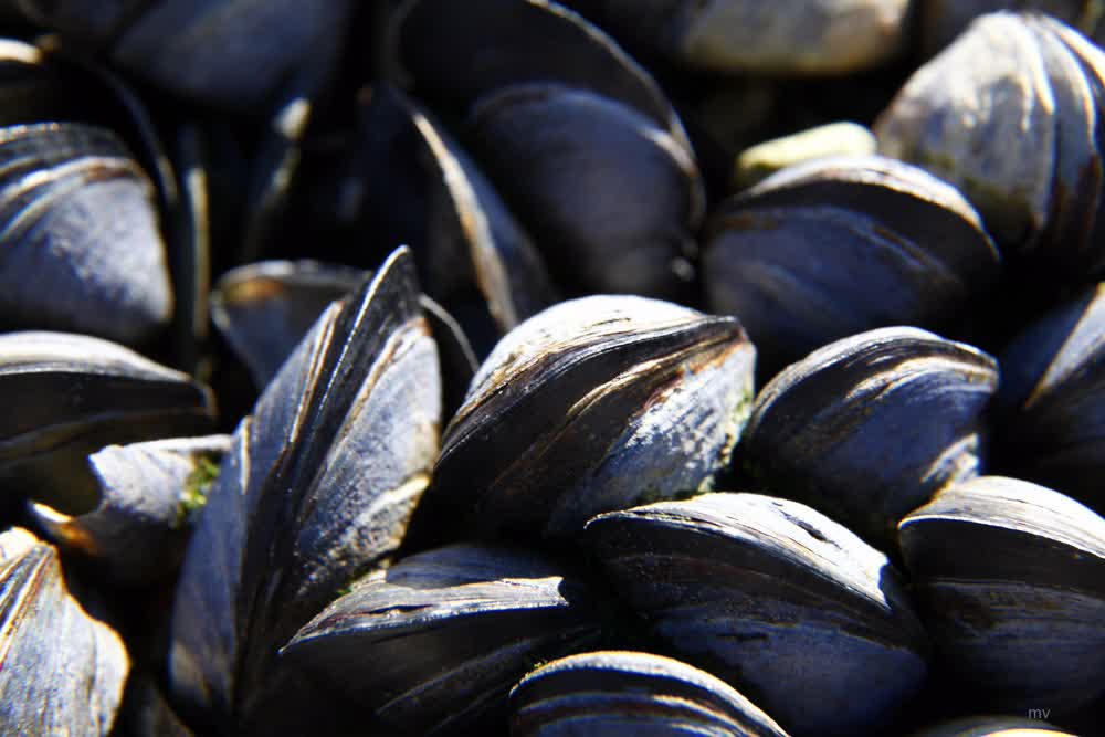 Cozze alla marinara