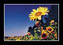 CP-098 Sonnenblume # 1b von Günter Kramarcsik