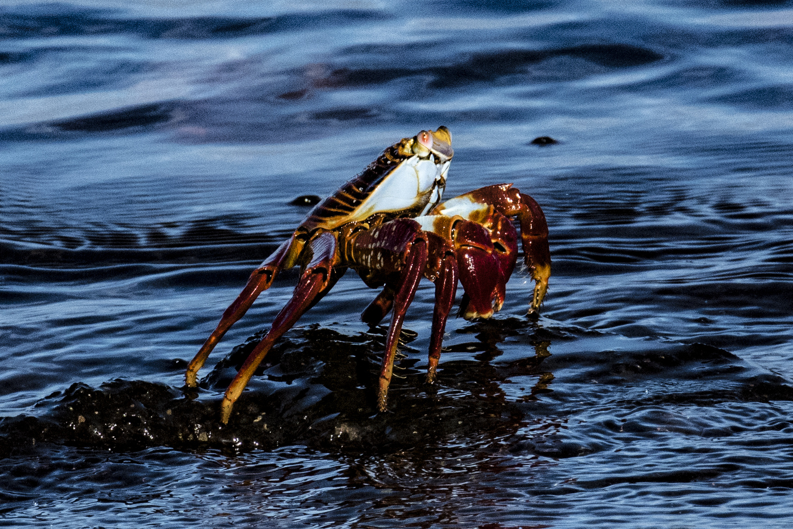 crab