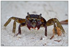 crab