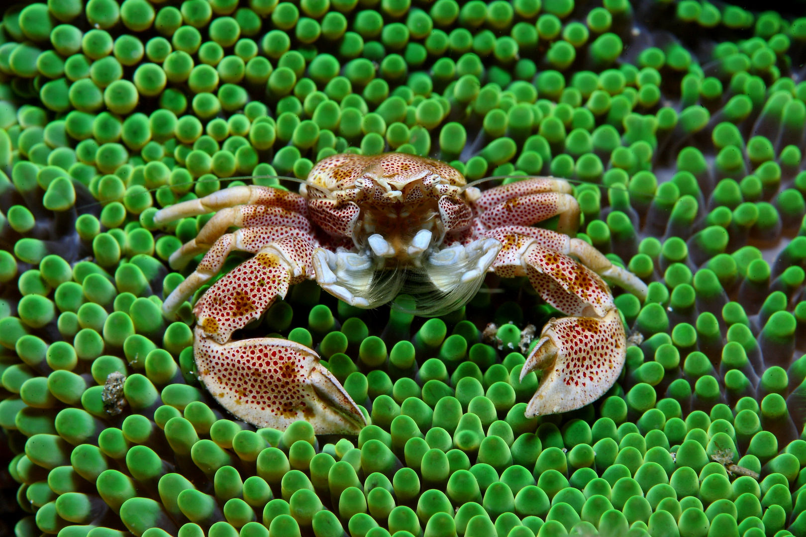 crab