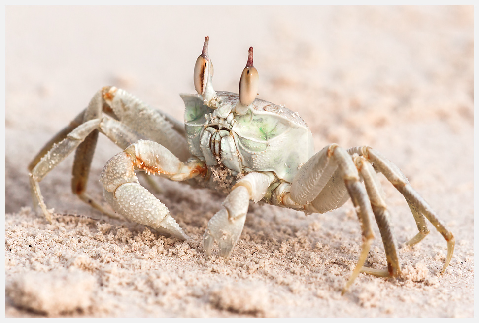 Crab