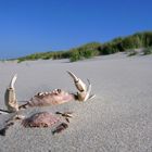 Crab