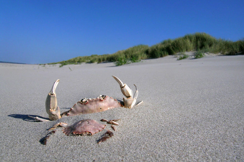 Crab von Franke de Jong