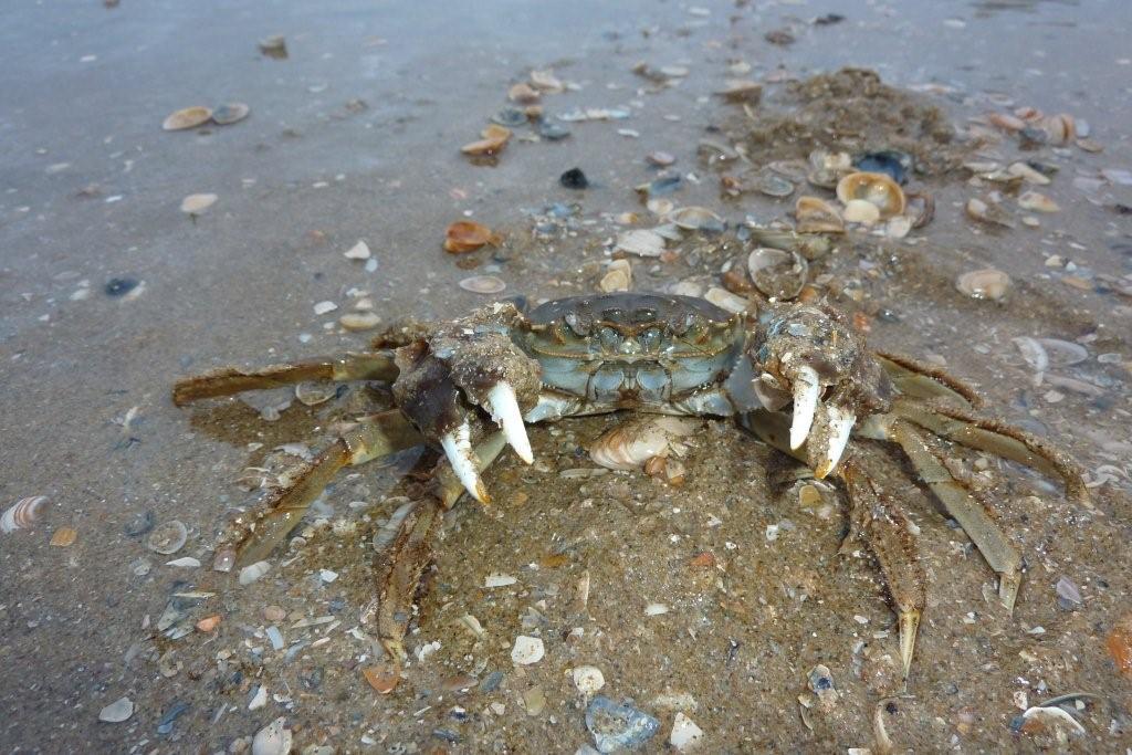 crab