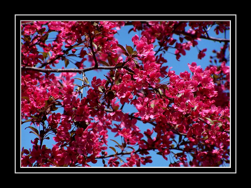 Crab Apple Blossoms