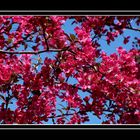 Crab Apple Blossoms