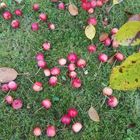 crab apples 