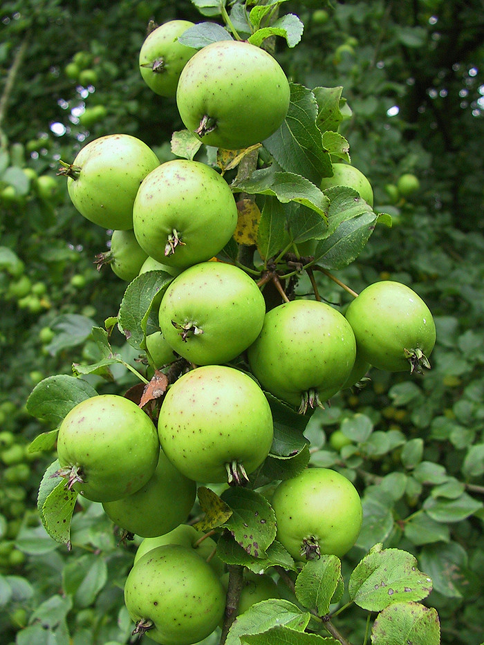 Crab Apples