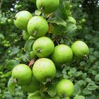 Crab Apples