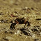Crab at low tide, Abel Tasman National Park, New Zealand