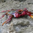 Crab at Tenerife Beach