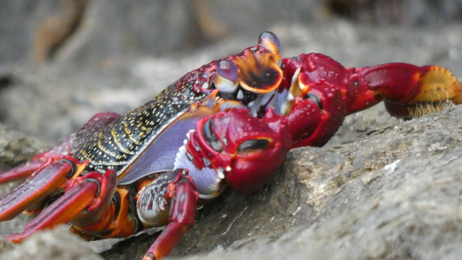 Crab at Tenerife Beach